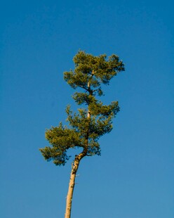 挺拔松树傲立蓝天