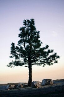 孤树挺立在黄昏旷野