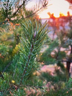 阳光下的松枝特写