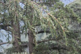 枝头绿叶间的鸟巢