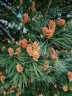 松枝上的橙色松果