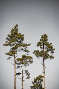 挺拔松树傲立灰白背景