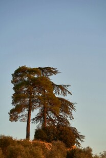 孤树挺立蓝天之下