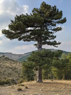 孤松屹立于山野之间