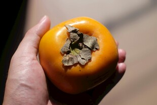 手中的鲜橙柿子