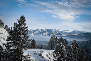 雪山松林美景