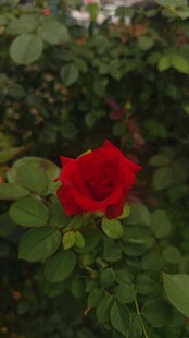 娇艳红玫瑰绽放绿叶间