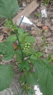 绿叶植物特写
