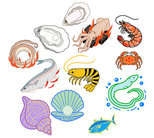 多样海洋生物与贝壳集合