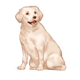 坐着的可爱拉布拉多犬
