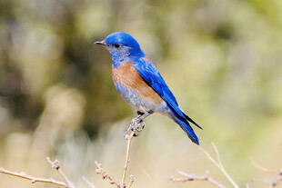蓝色小鸟栖息于枝头