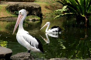 池塘边的鹈鹕与水中倒影