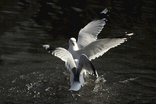 海鸥展翅于水面