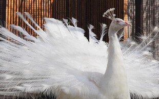 开屏白孔雀的美丽瞬间