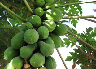 挂满青木瓜的繁茂果树