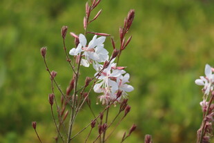 山桃草 