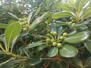 绿叶间的青果植物景象