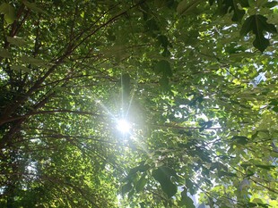 阳光穿透茂密树叶景象
