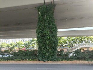 高架桥柱上的繁茂绿植
