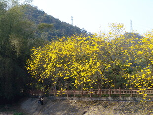 潮州市潮安区文词镇河塘村风铃木