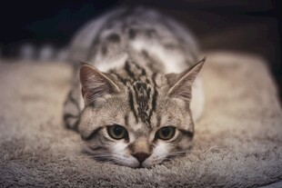 趴着的条纹猫咪