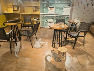 温馨咖啡馆内的可爱猫咪