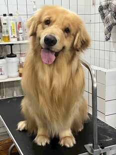 可爱金毛在宠物美容台