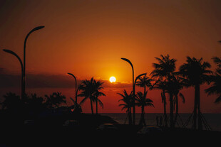 海南落日夕阳下的棕榈树剪影