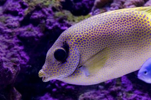 斑点海水鱼