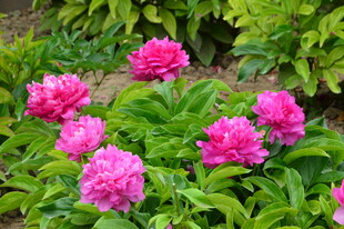 芍药花  