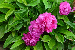 芍药花  