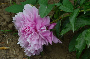 芍药花 