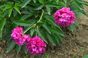 芍药花 