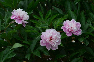 芍药花  