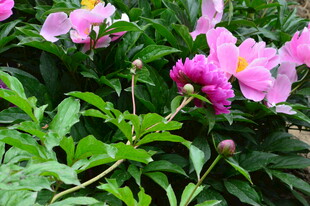 芍药花  