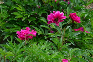 芍药花  