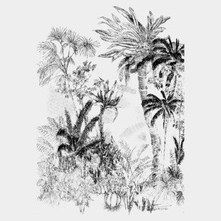 手绘热带植物景观图