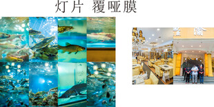 鱼种类广告