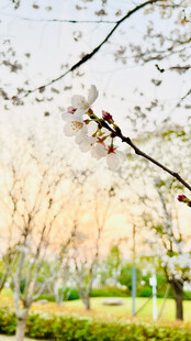 春日繁花下的公园景致