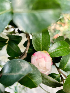 娇艳山茶花绽放绿叶间