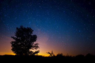 夜幕下的树与璀璨星空