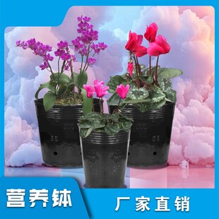 主图模板