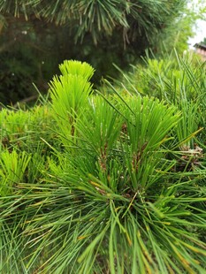 松针