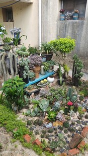 庭院中的多彩绿植景观