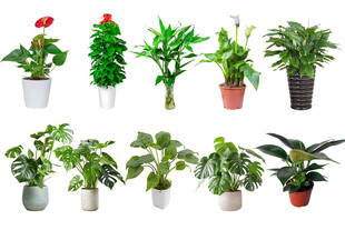 多样盆栽植物展示