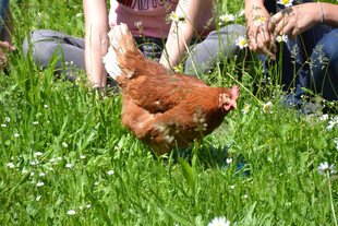 草地上漫步的棕色母鸡