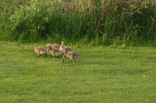 草地上的一群鸭子