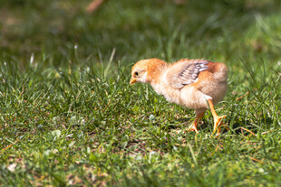 草地上的小鸡
