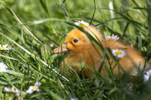 草丛中的小黄鸡