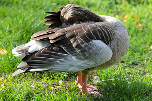 草地上休憩的灰羽大雁